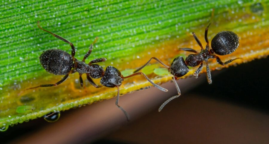 Znanstvenici u šoku: Otkrili su da si mravi međusobno amputiraju udove