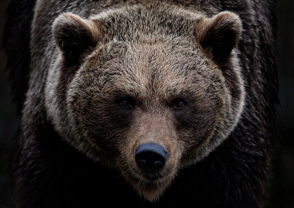 Muškarac (72) ubio grizlija u samoobrani – napao ga je dok je brao borovnice