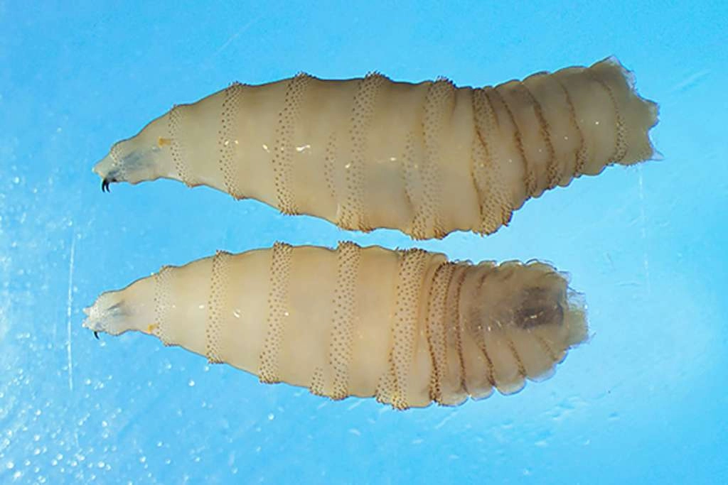 Prvi slučaj infekcije larvama 'muhe mesoždera' zabilježen u SAD-u