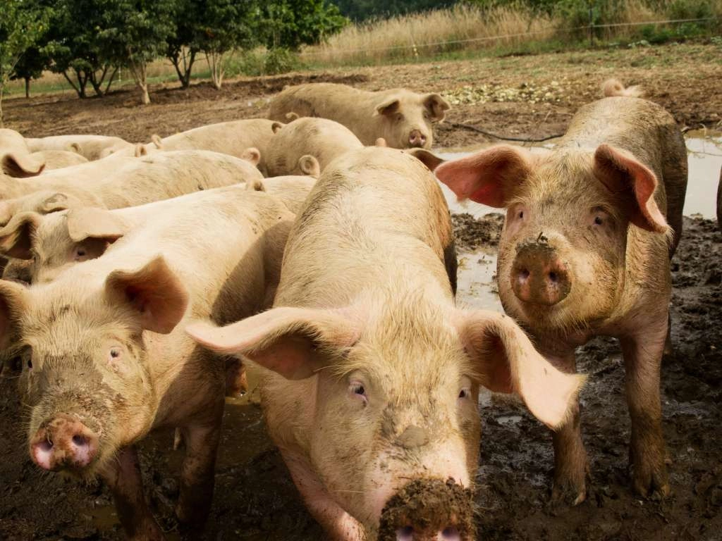 Hrvatska: Potvrđen novi slučaj afričke kuge svinja