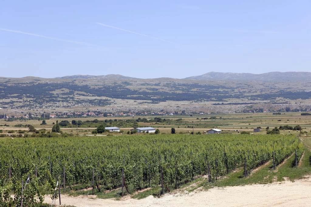 'Planinski' vinogradi na preko 900 metara visokim padinama Duvanjskog polja mijenjaju standarde u vinarstvu (video)