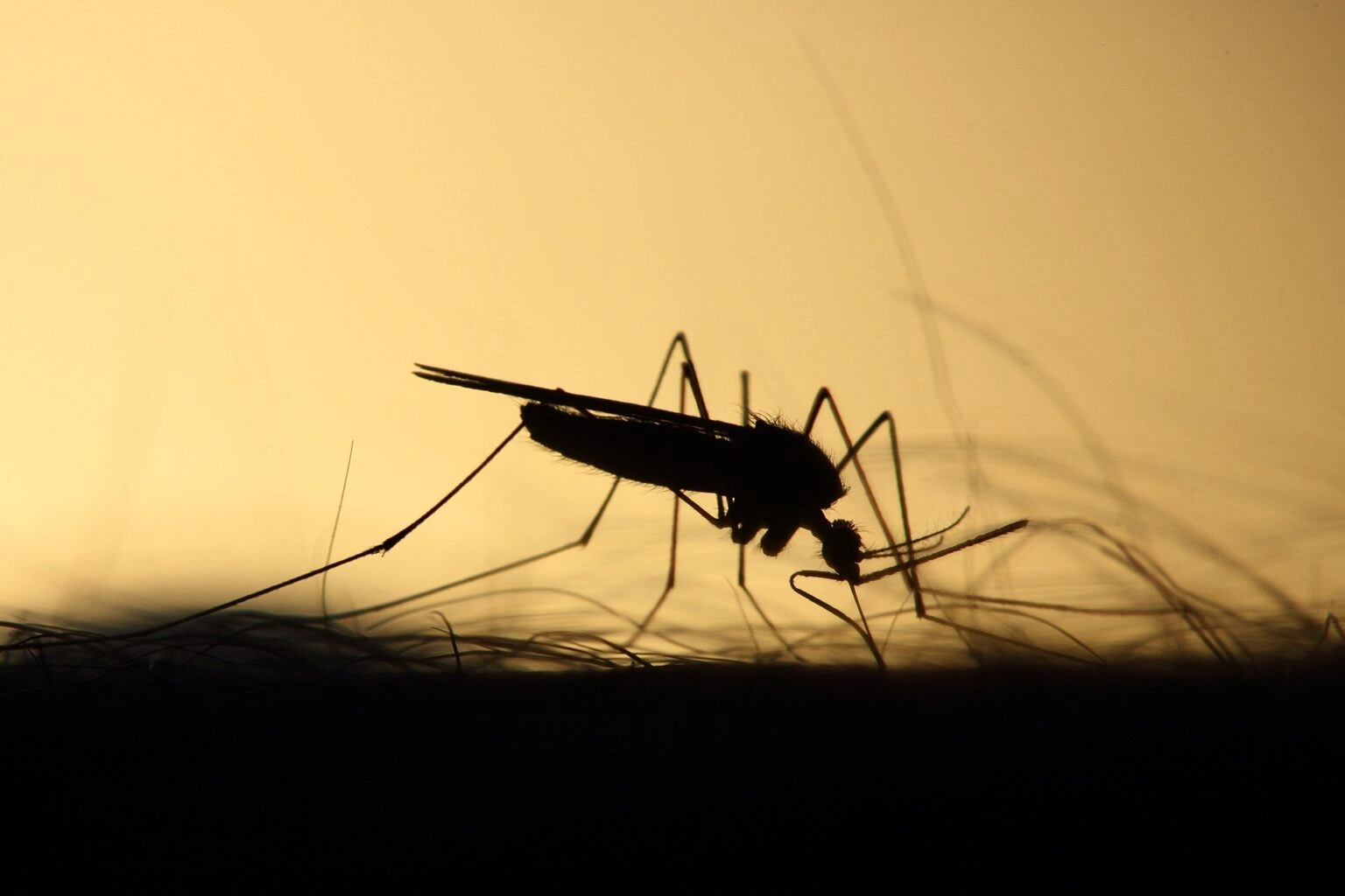 U Hrvatskoj dvije osobe zaražene virusom Zapadnog Nila, epidemiolozi stanovnicima poslali apel