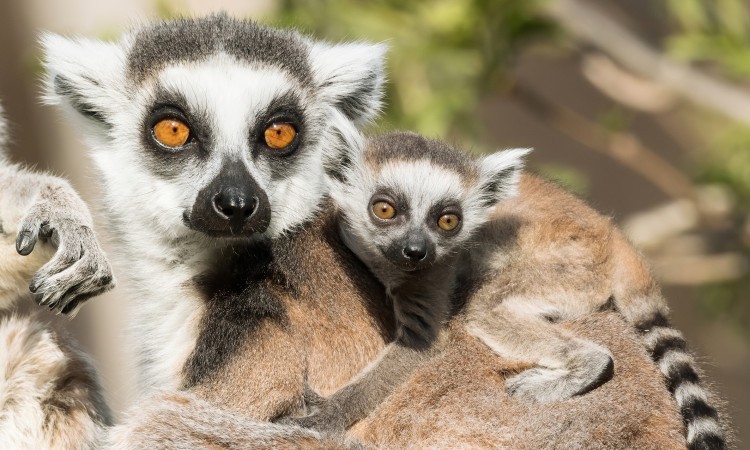 Bečki zoološki vrt Schönbrunn bogatiji za bebu lemura