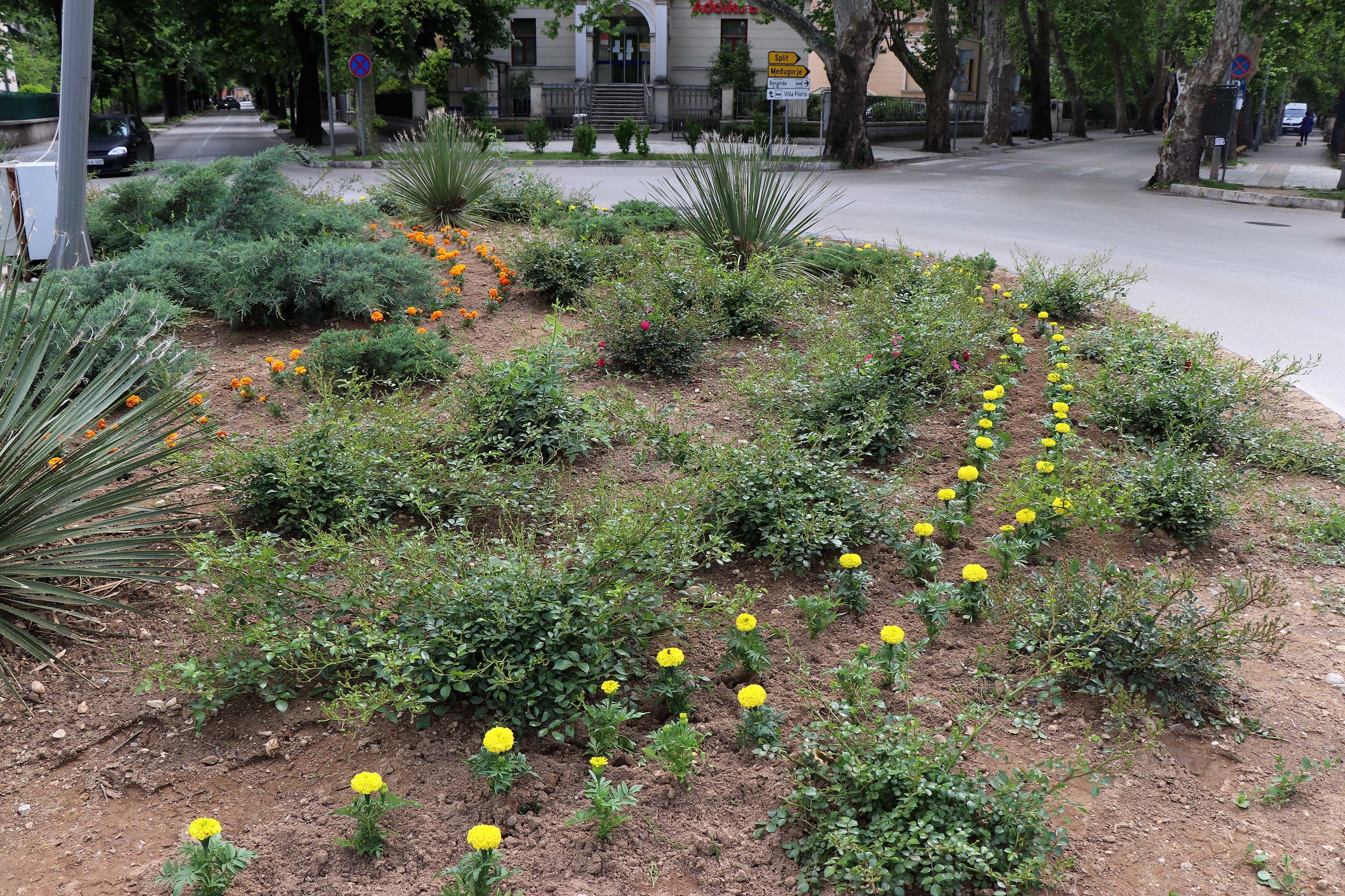 U Mostaru gradska vlast sadi cvijeće (FOTO)