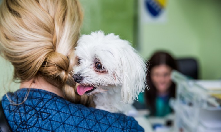 Dogs Trust počinje otvaranje ranije suspendiranih programa