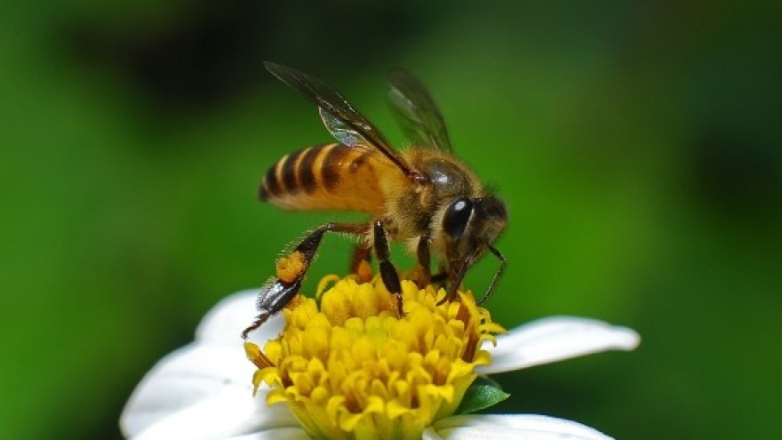 Zaštititi pčele prilikom tretmana zasada malina