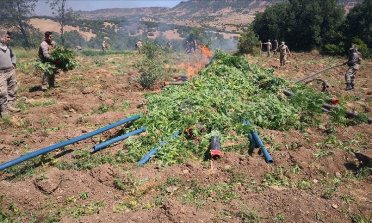 Turska policija zaplijenila 7,5 milijuna stabljika konoplje i 1,6 tona marihuane