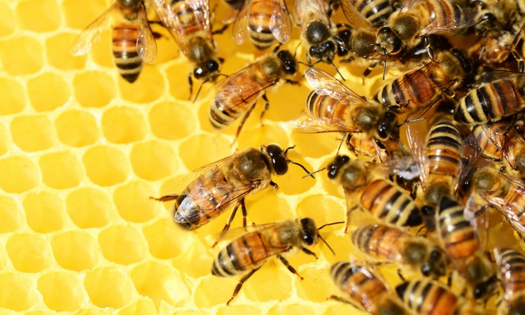 Beč je europska prijestonica pčela s oko 5.000 košnica