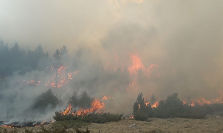 Devet osoba poginulo u nizu šumskih požara koji su poharali istok Ukrajine