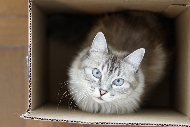 Znanstvenici objasnili zašto se mačke toliko vole skloniti u kartonsku kutiju
