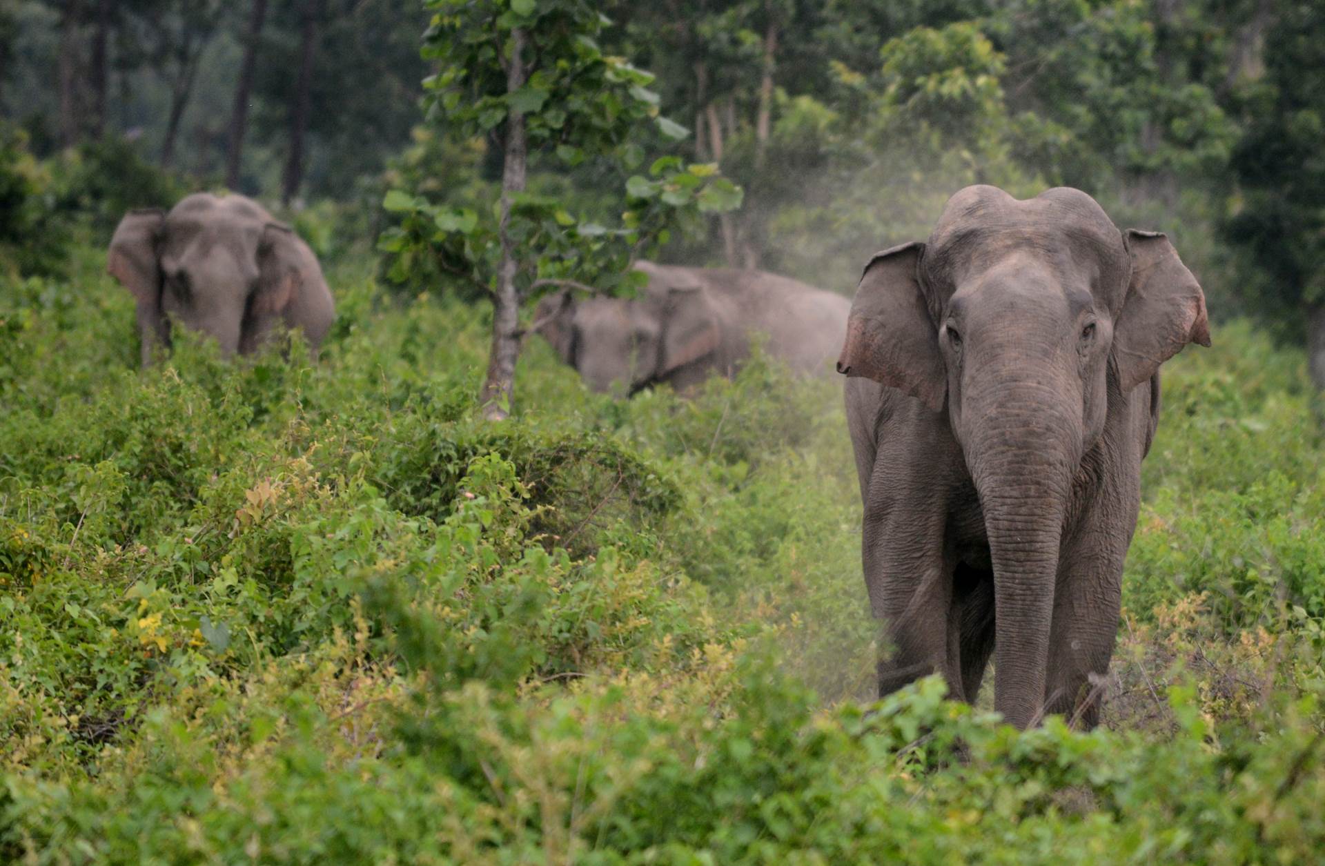 Poljski zoo će stres u slonova liječiti medicinskom marihuanom