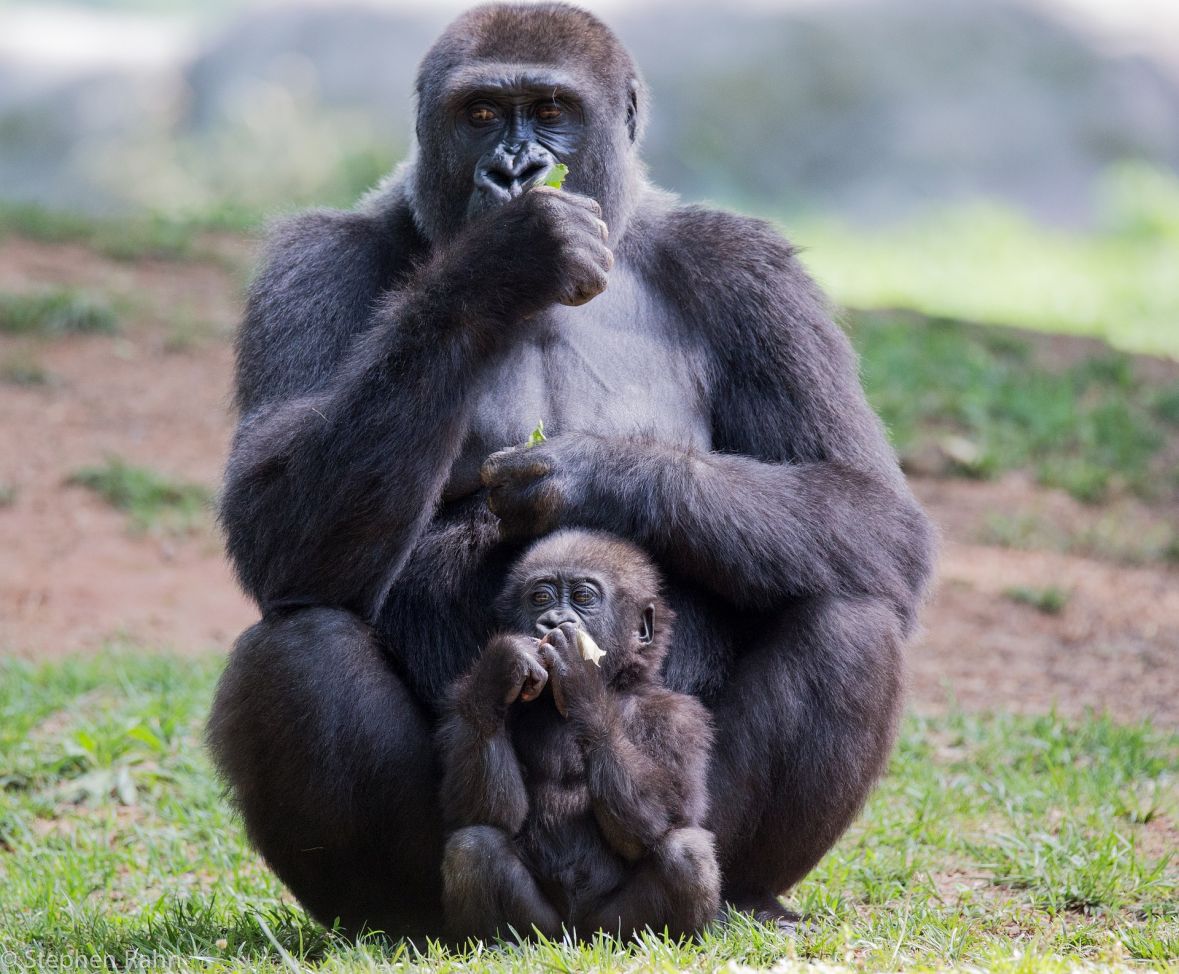 TURISTIČKA ATRAKCIJA: Baby boom rijetkih gorila