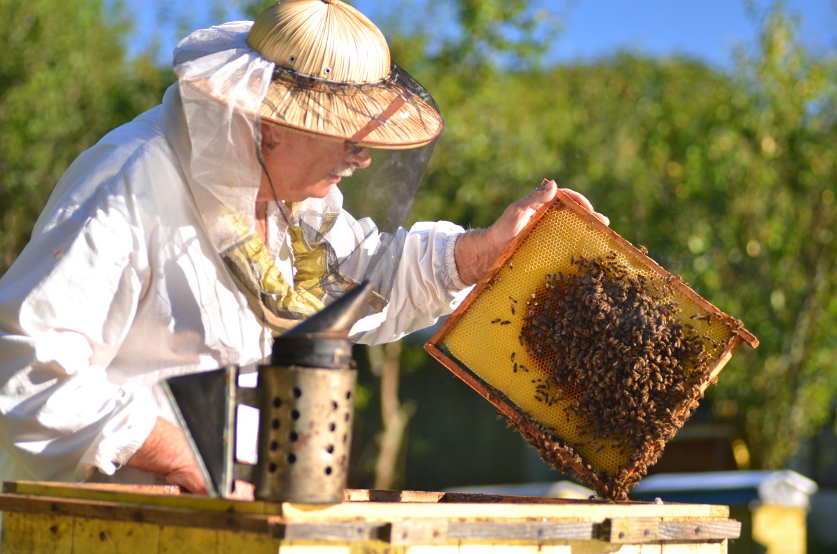 Hercegovački pčelari proizvodit će pčelinji otrov za liječenje karcinoma dojke