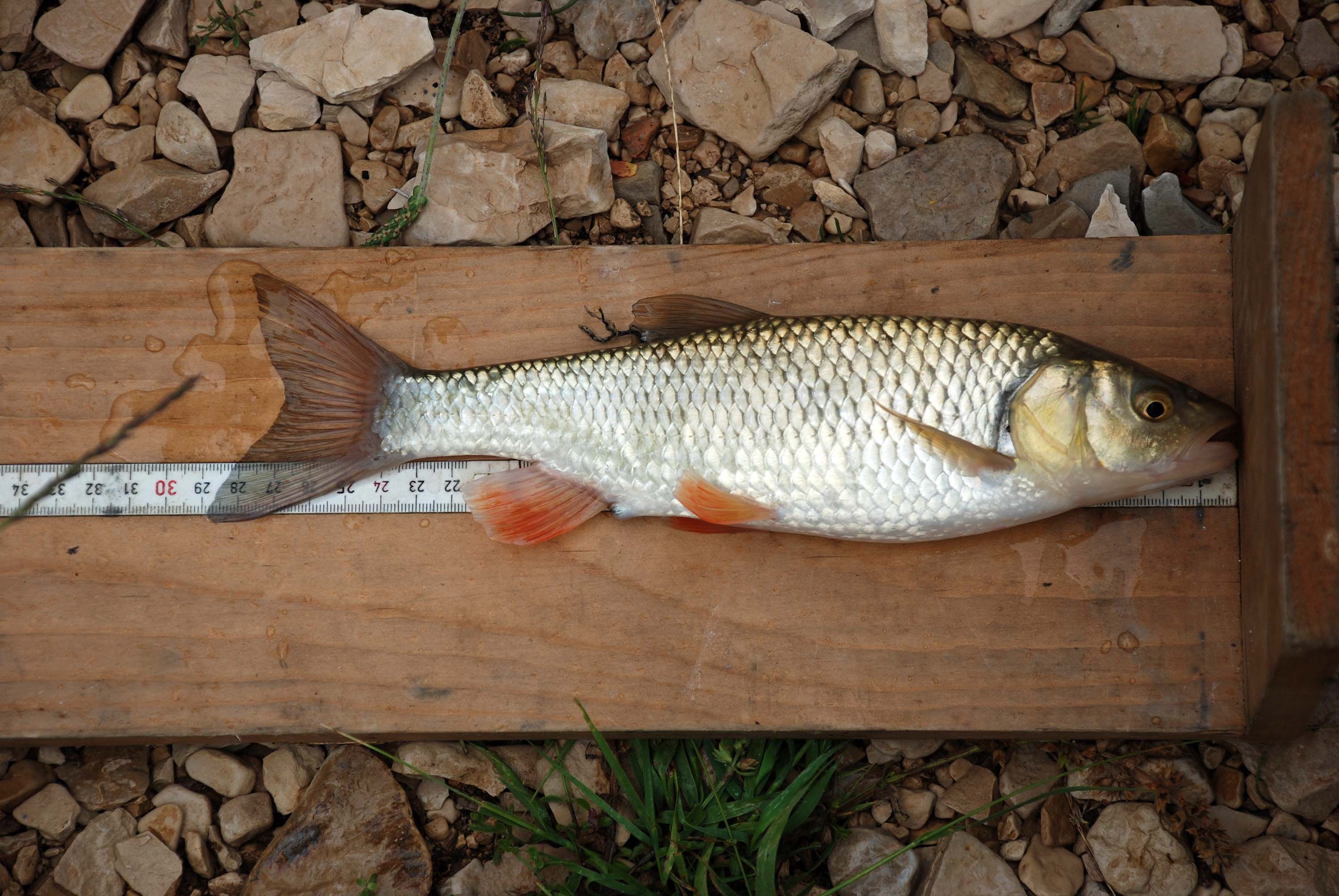 Nestaju li endemske vrste riba na području Livanjskog polja?