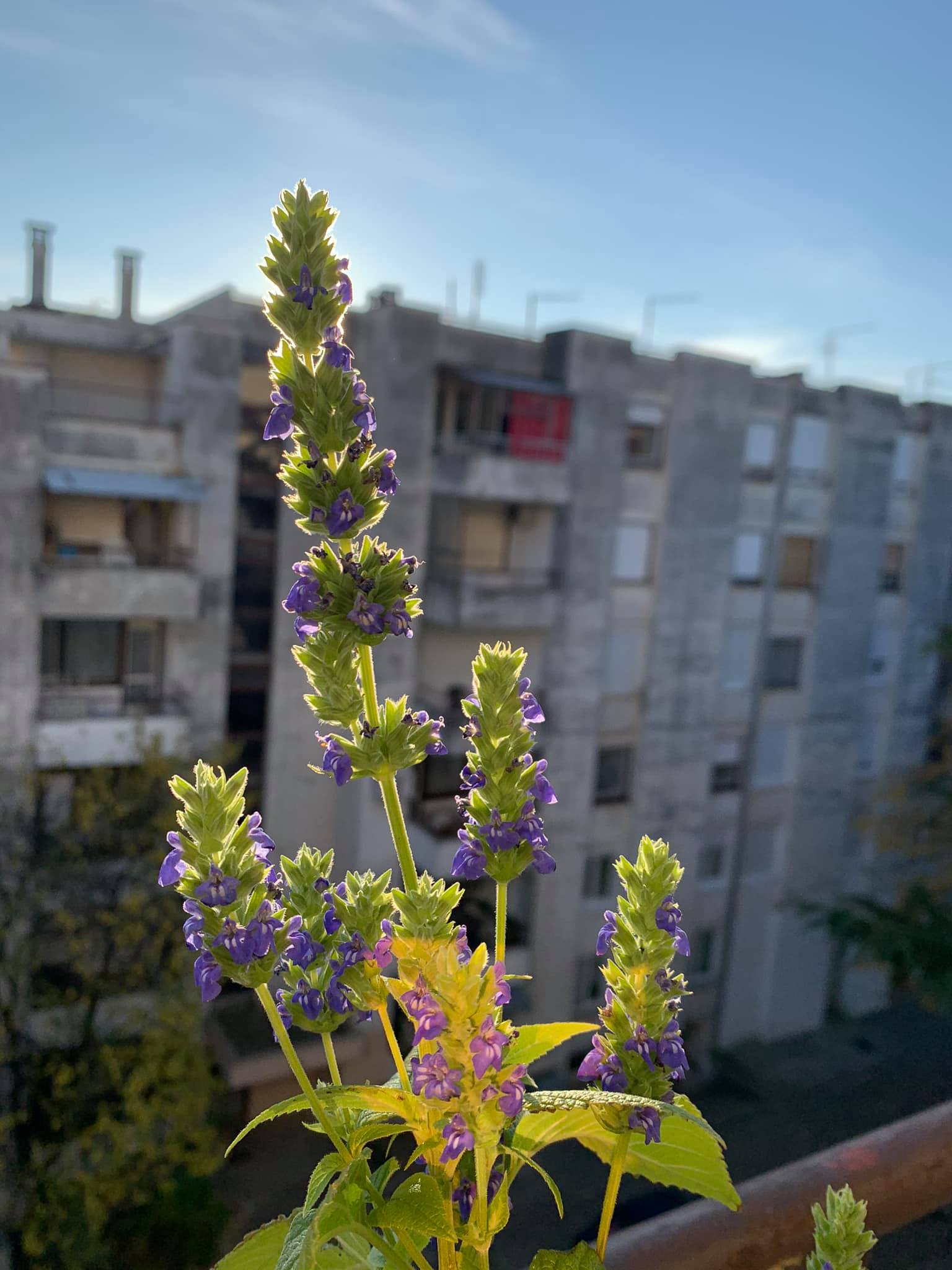 Mali vrtovi Velika radost