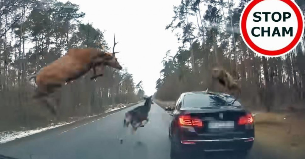 Video: Pogledajte kako je završio bliski susret BMW-a i skupine jelena