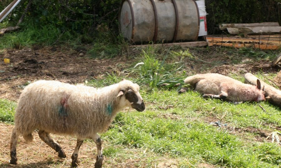 Čopor vukova u štali poklao 87 ovaca