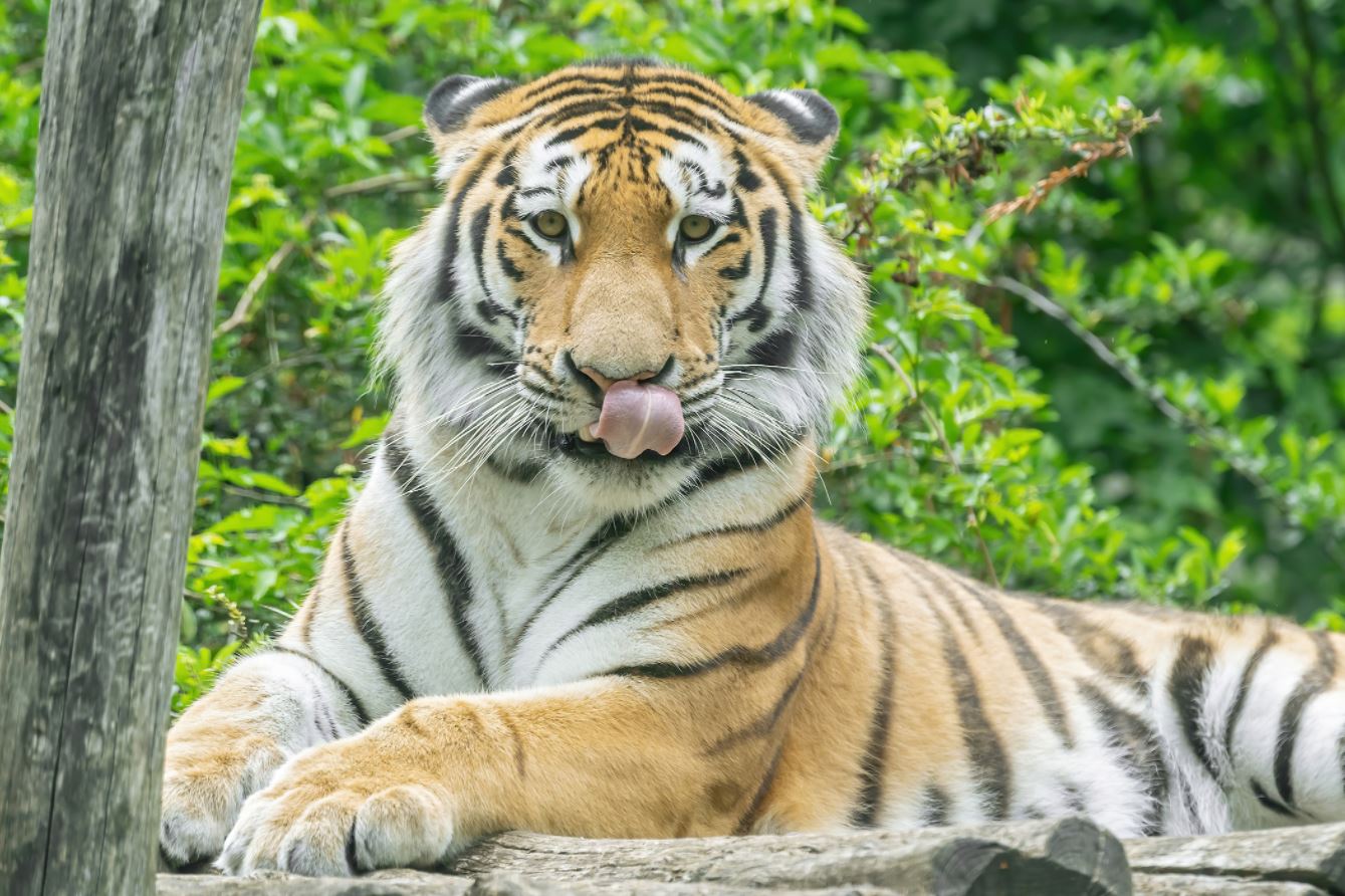 Bečki zoološki vrt Schönbrunn: Stigao sibirski tigar Pepe