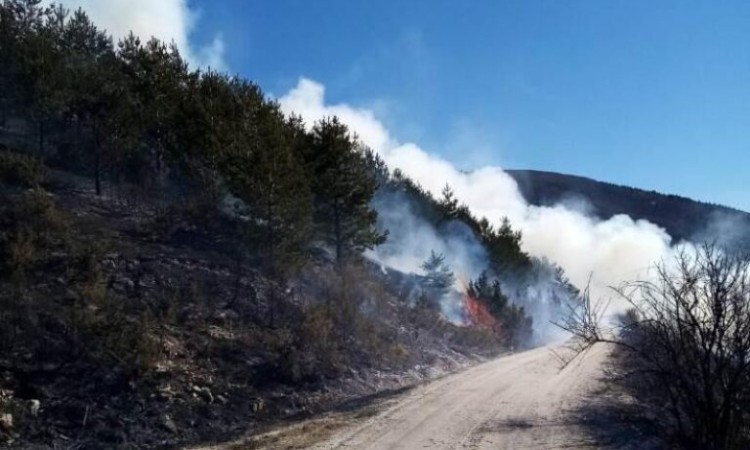 'Hercegbosanske šume' za pošumljavanje u 2020. utrošile 506 tisuća KM