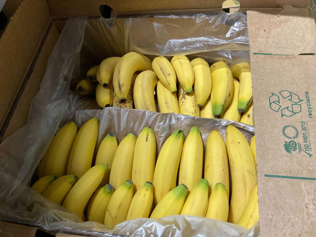 Pali sa 83 kilograma kokaina, droga bila među bananama