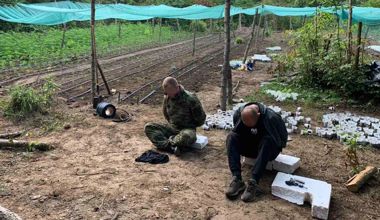 AKCIJA 'ESCOBAR': Otkriveno 6.000 stabljika indijske konoplje, uhićeno četvero ljudi (FOTO)