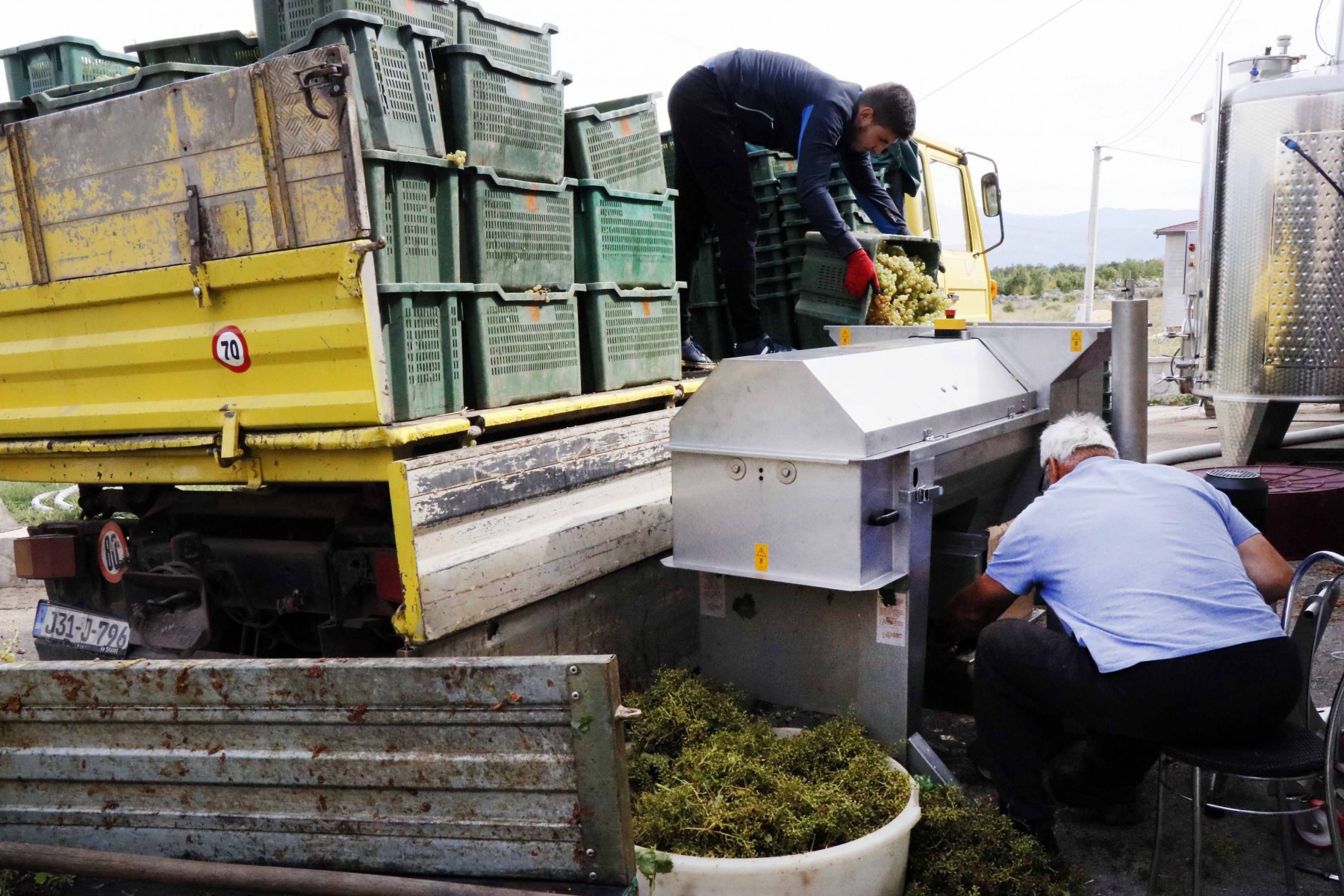 Hercegovačka vina cijenjena na svjetskom tržištu (VIDEO)