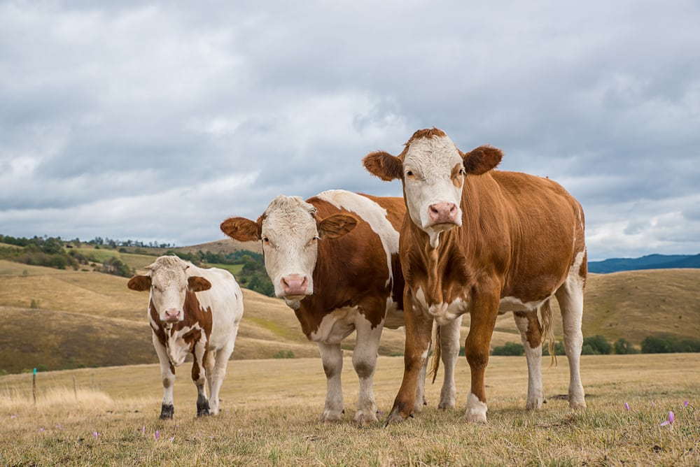 Slobodni uzgoj goveda može biti od izuzetne koristi za ruralni razvoj u BiH