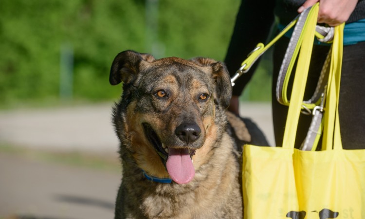 Dogs Trust škola za pse ponovo u Mostaru