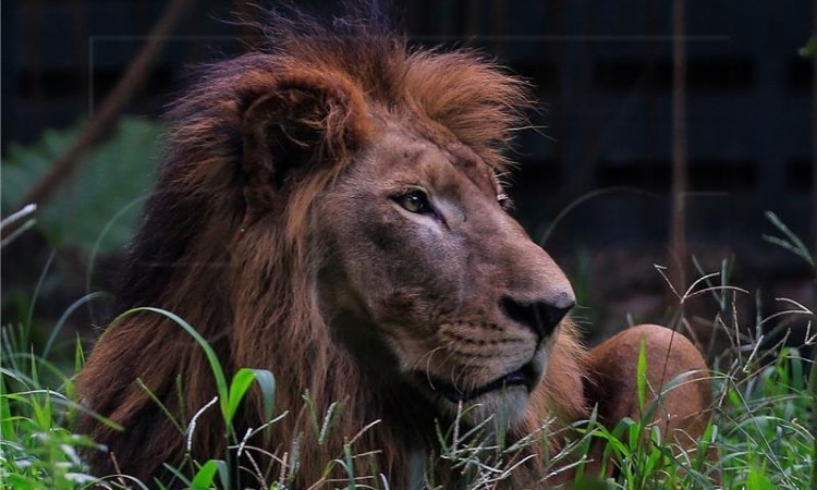 Kod lavova u ZOO Zagreb potvrđen covid-19