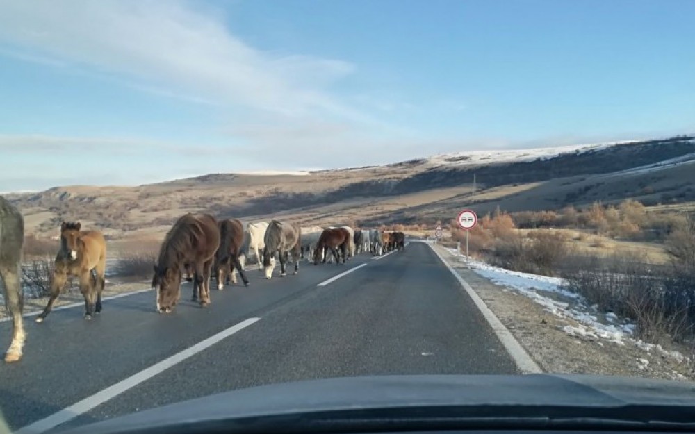 Grupa od oko 1.000 divljih konja na cesti u BiH: Vozači, oprez!