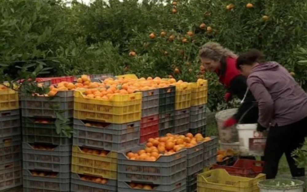 Tragovi pesticida pronađeni u mandarinama iz Doline Neretve, proizvođači iznenađeni