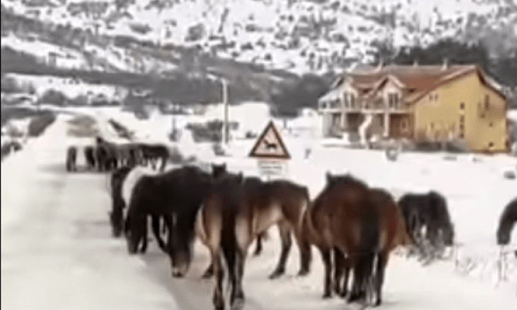 Divlji konji stvaraju velike probleme vozačima