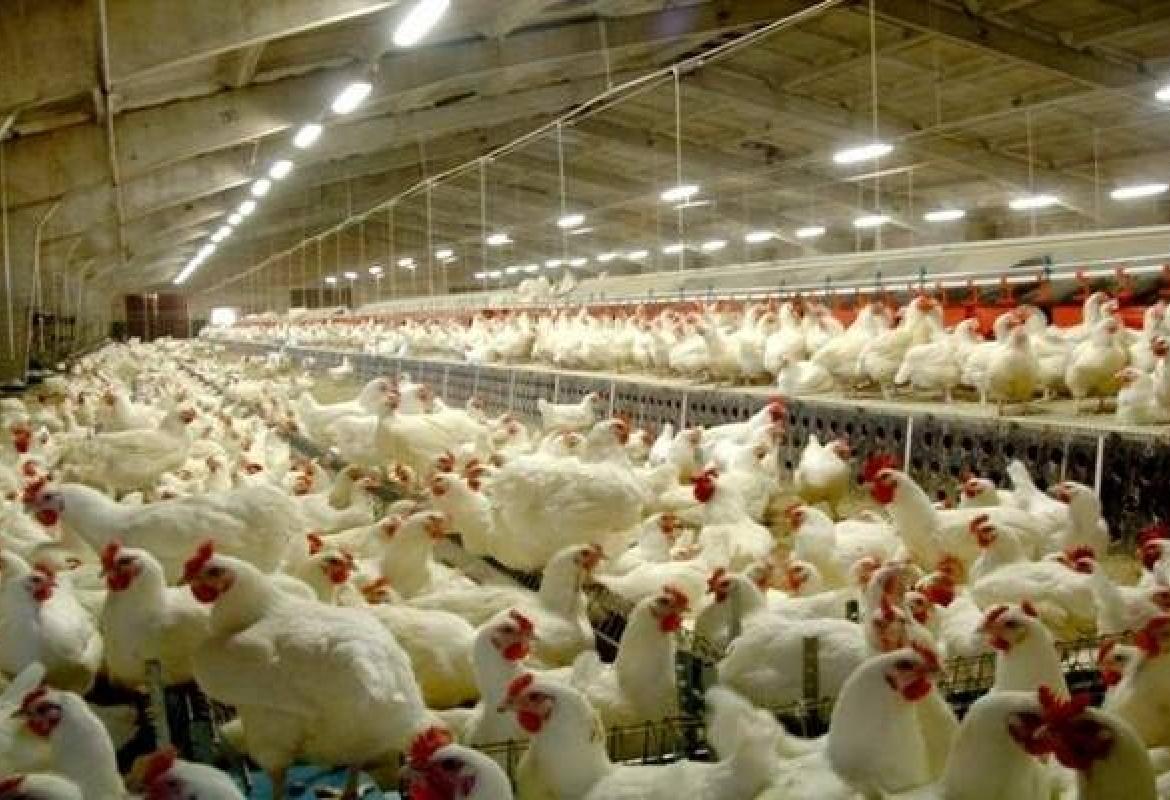Zbog otkrivene salmonele u Sarajevu će biti uništeno 56.280 brojlera