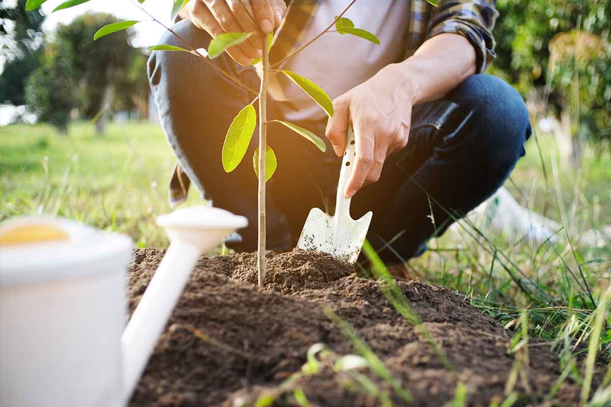 Prikupljeno više od 1200 sadnica za proljetnu akciju uređenja Mostara