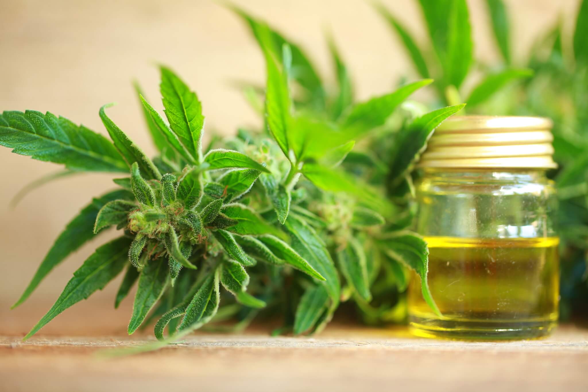 Kanabis u BiH nije legaliziran zbog sporosti vlasti