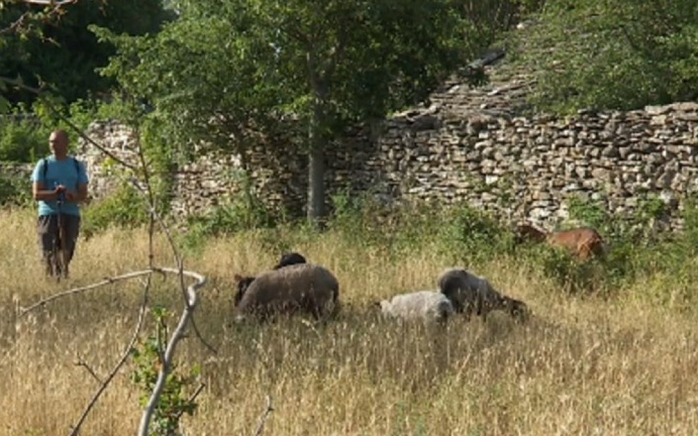 Oko 200 vukova hara zaleđem, napadaju po danu i uz kuće