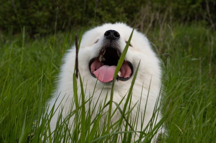 Tri najčešća razloga zašto vaš pas jede travu