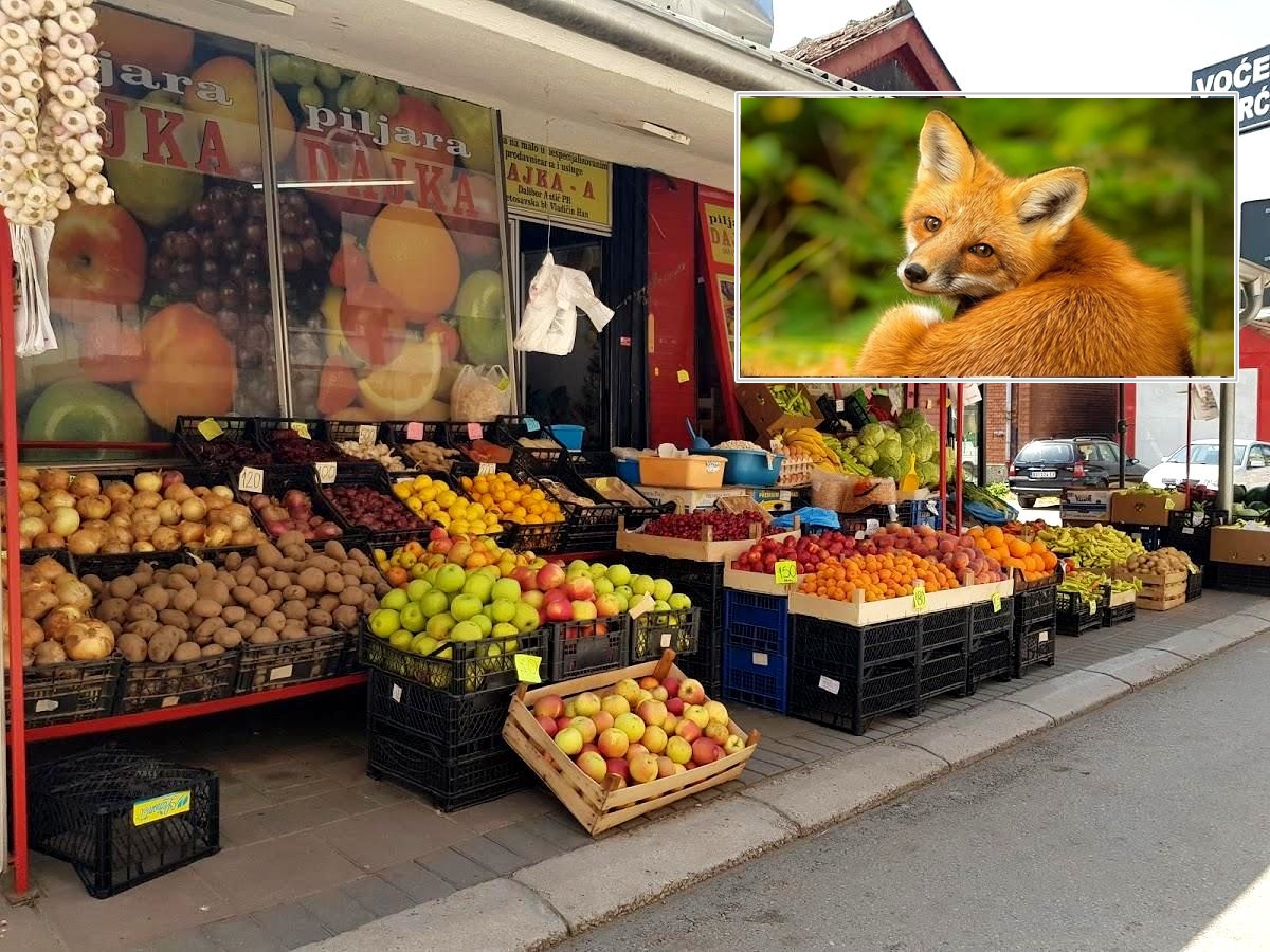 Lisica ušla u trgovinu i preplašila djelatnice