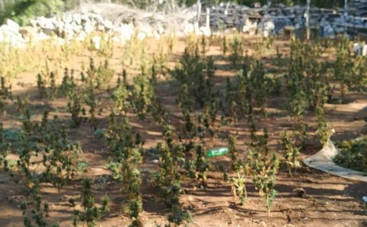 U Ljubuškom otkrili plantažu kanabisa vrijednu milijun maraka