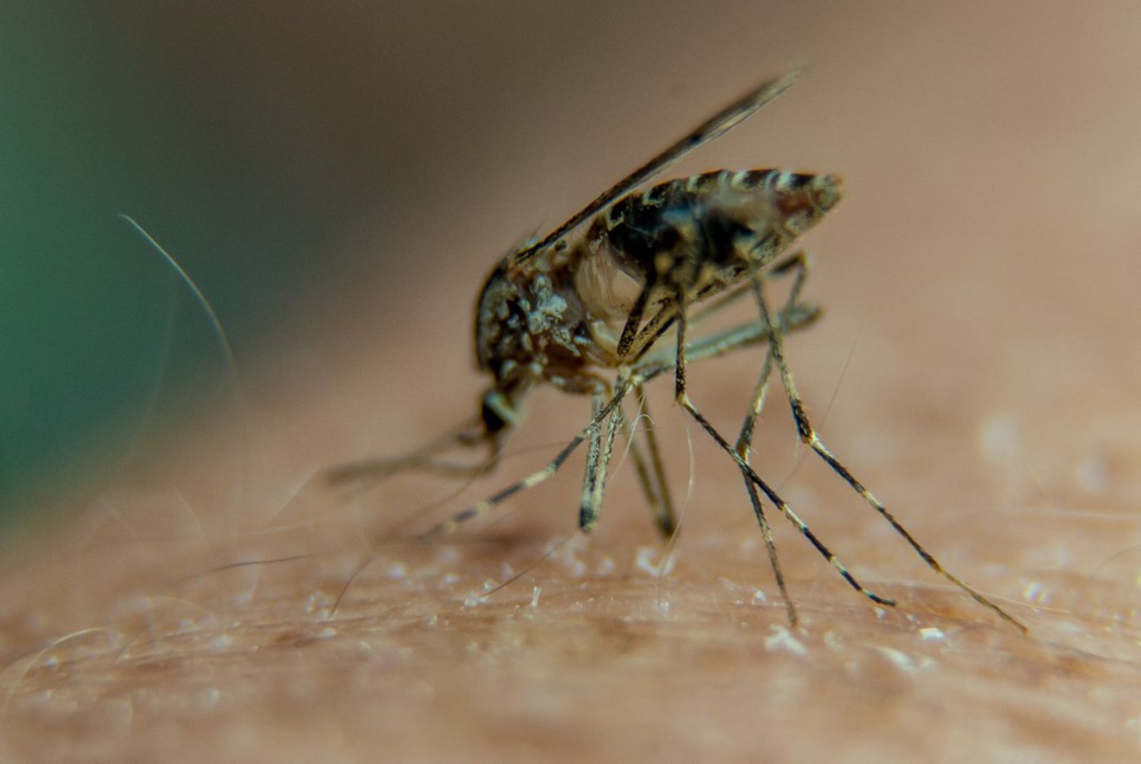 Otkriveno koji mikrobi i zašto čovjeka čine privlačnijim za komarce