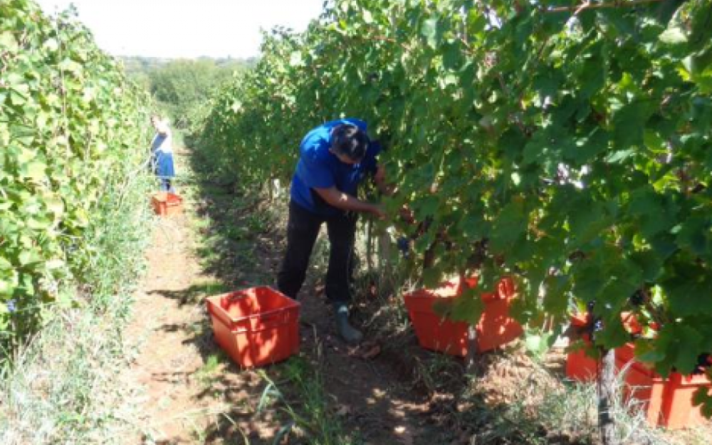 POČELA BERBA: Hercegovačke plantaže obiluju grožđem