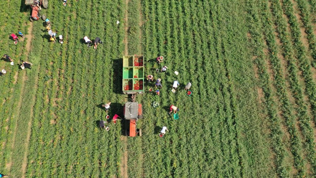 U Hercegovini najsuvremeniji stroj za berbu rajčice na svijetu
