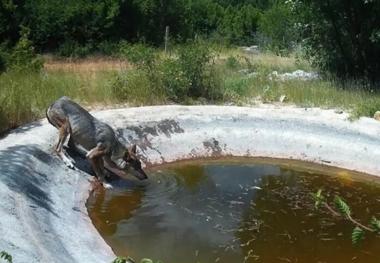 Zvijeri haraju Dalmacijom, pogledajte nevjerojatne snimke ‘mutanta- predatora‘!