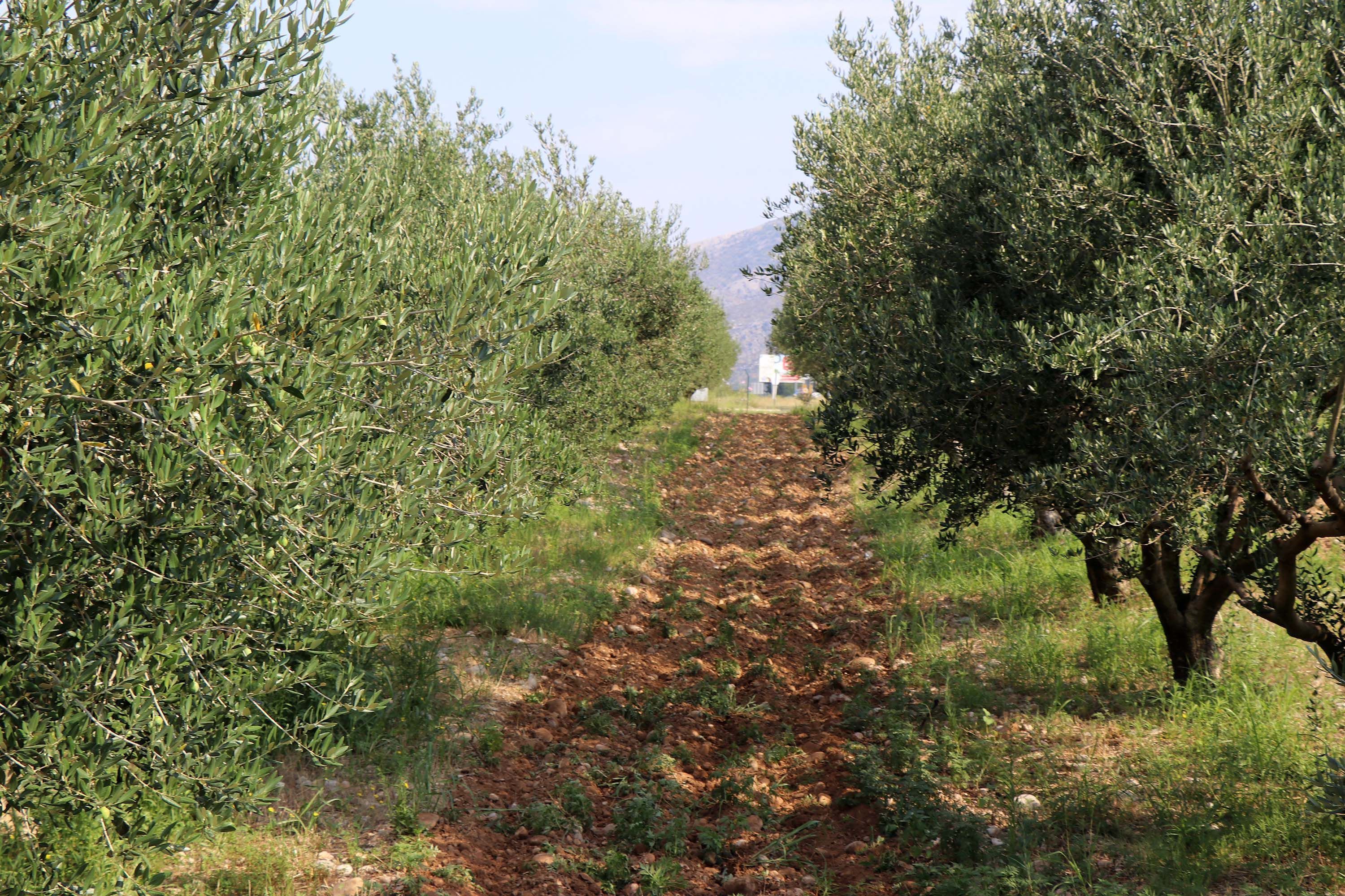 Hercegovačko maslinovo ulje među najkvalitetnijima u svijetu