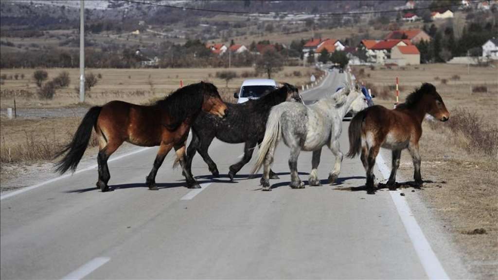 Divlji konji na prometnici Šujica-Livno: U sat vremena dvije prometne nezgode