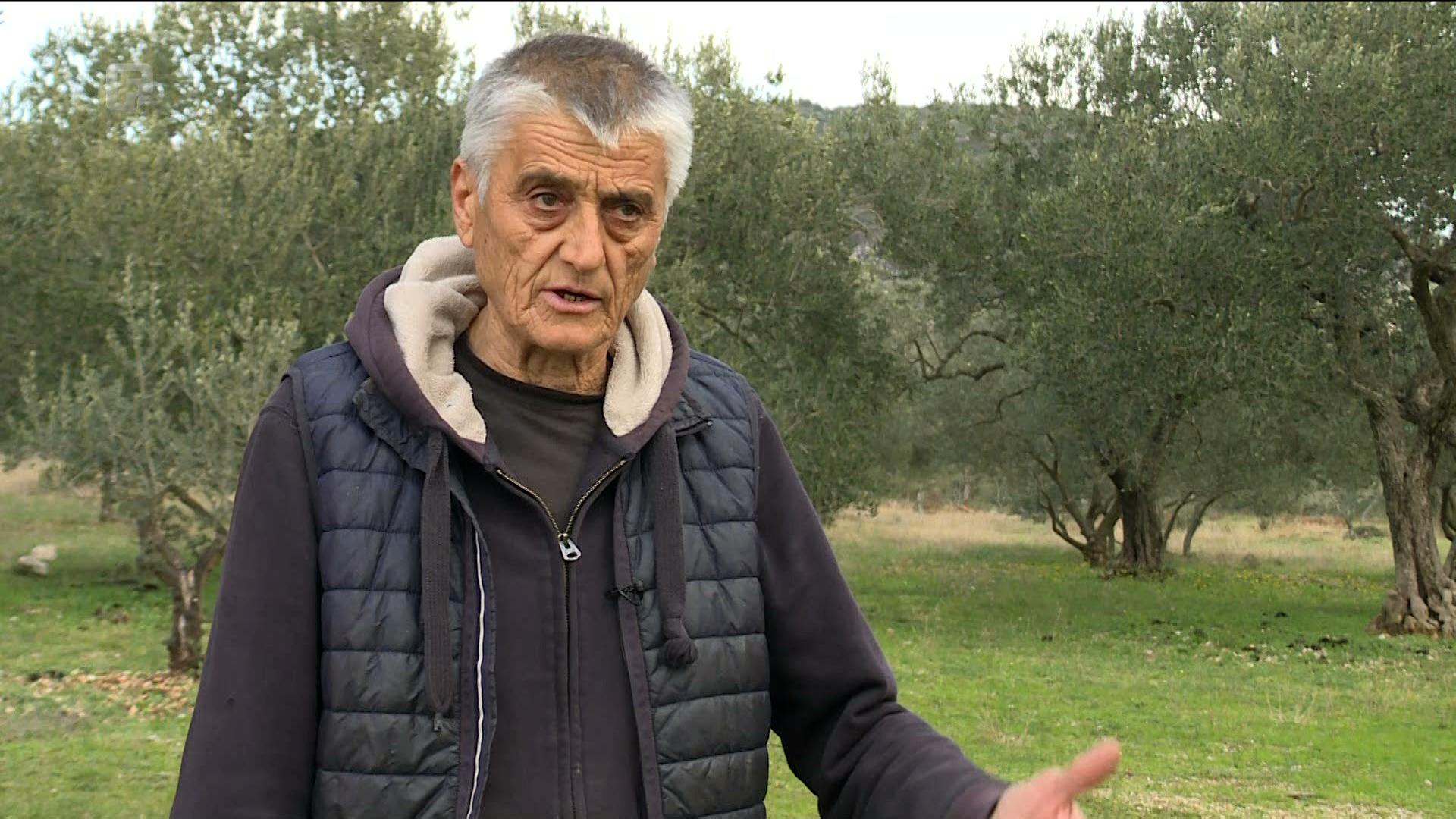 Maslinari u Neumu žele brendirati maslinovo ulje