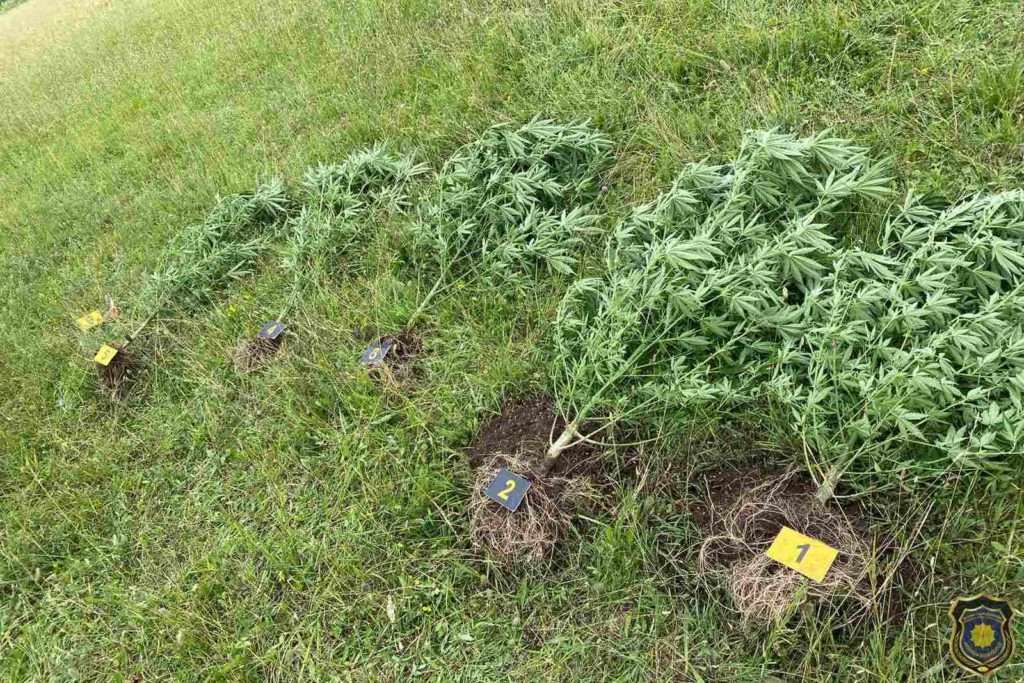 U Čapljini pronađena oprema za uzgoj opojne droge