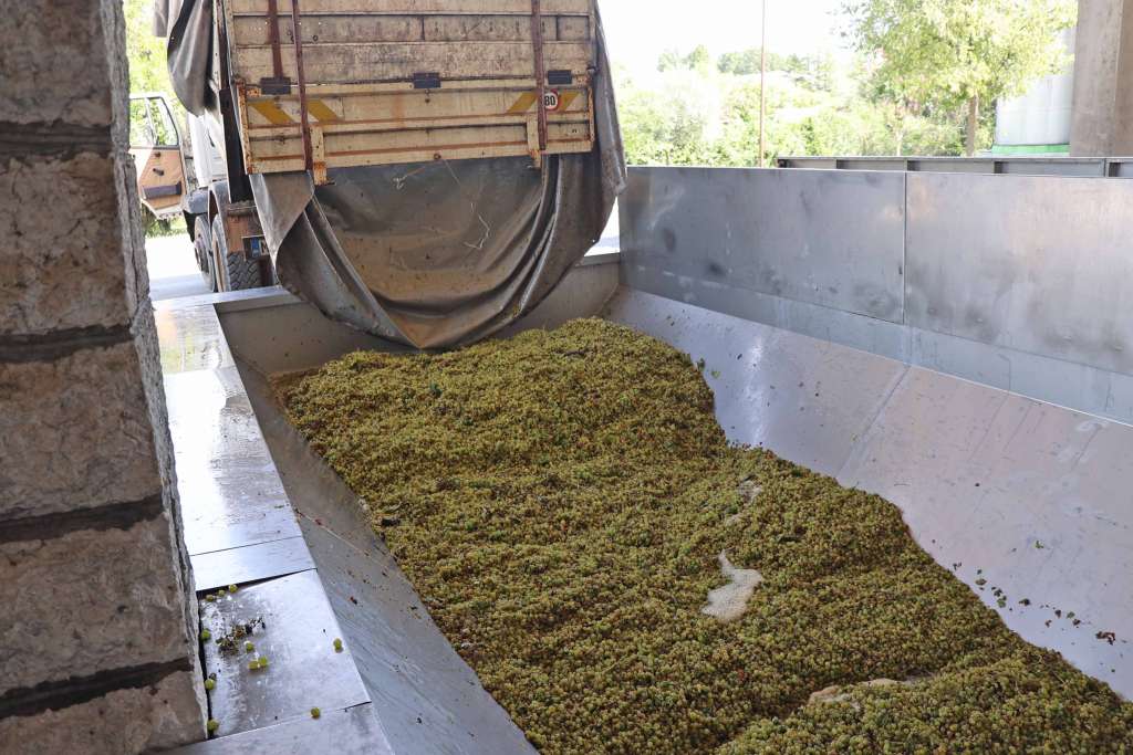 Počela berba grožđa u Hercegovini, vinogradari imali jednu od najlošijih godina (VIDEO)