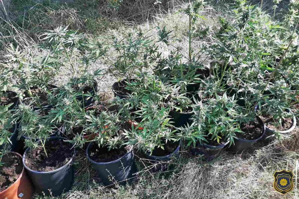 U Čapljini uhapšena osoba, pronađeno 28 stabljika Cannabisa