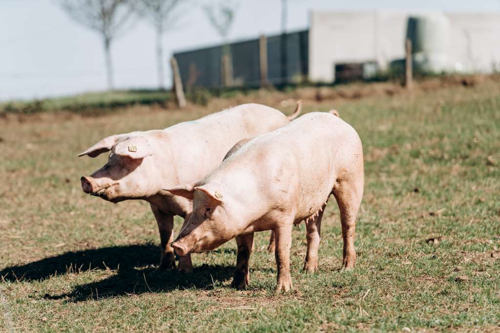 U BiH eutanazirano više od 44.000 svinja zaraženih afričkom kugom